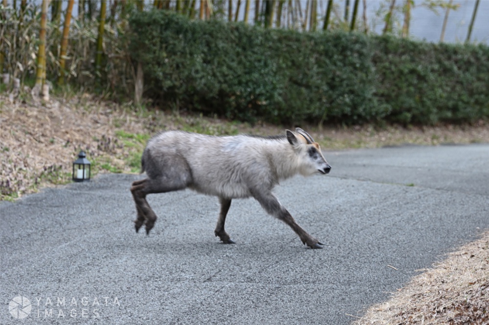 カモシカ（山寺）｜山形市｜山形を旅するように楽しむストックフォトサービス「YAMAGATA IMAGES（ヤマガタイメージズ）」