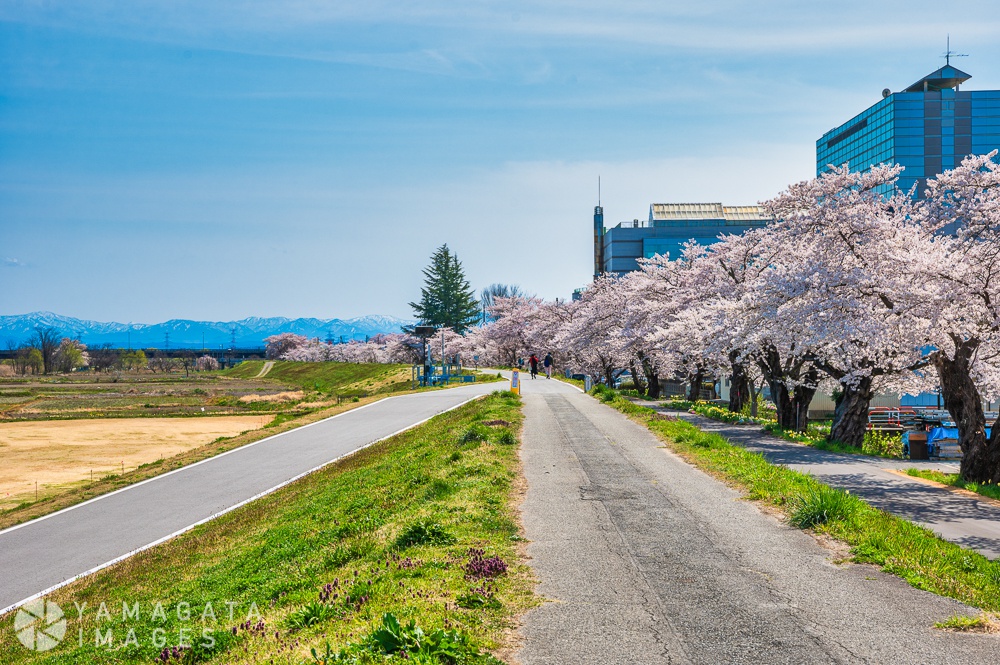 置賜さくら回廊 最上川堤防千本桜 長井市 ヤマガタイメージズ 山形を旅するように楽しむストックフォトサービス 長井市 ヤマガタイメージズ 山形を旅するように楽しむストックフォトサービス