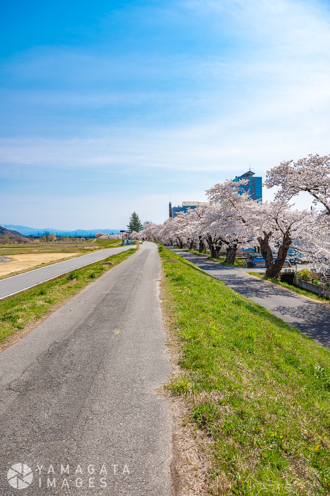 置賜さくら回廊 最上川堤防千本桜 長井市 ヤマガタイメージズ 山形を旅するように楽しむストックフォトサービス 長井市 ヤマガタイメージズ 山形を旅するように楽しむストックフォトサービス