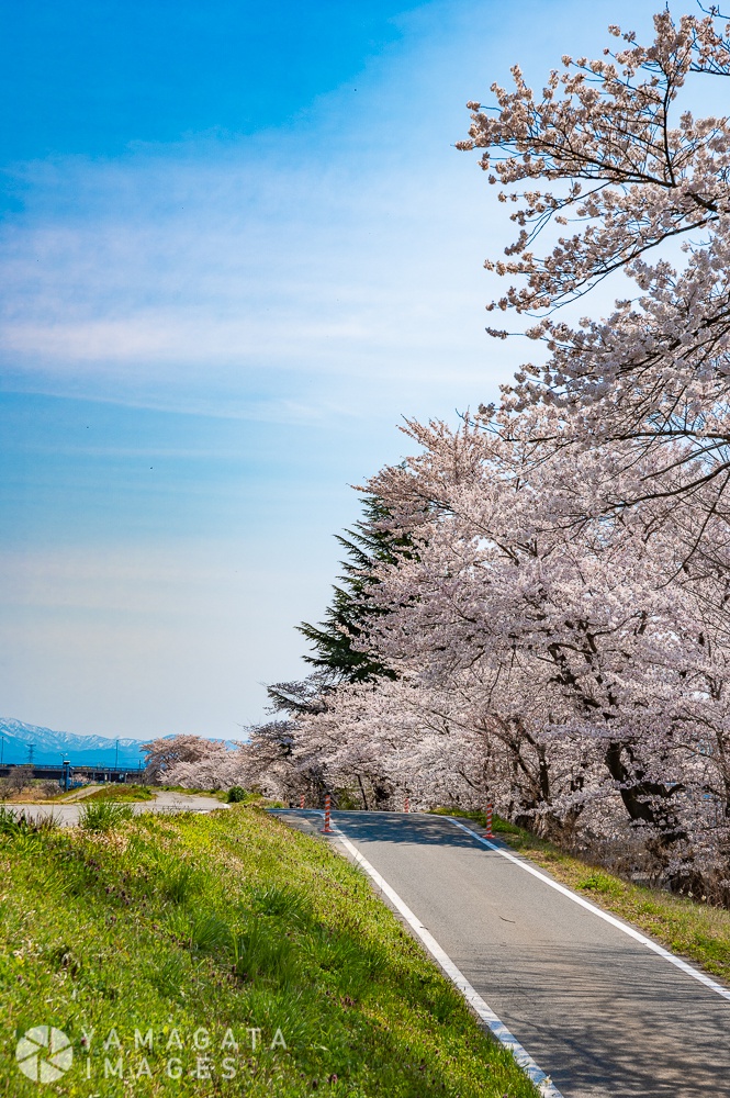 置賜さくら回廊 最上川堤防千本桜 長井市 ヤマガタイメージズ 山形を旅するように楽しむストックフォトサービス 長井市 ヤマガタイメージズ 山形を旅するように楽しむストックフォトサービス