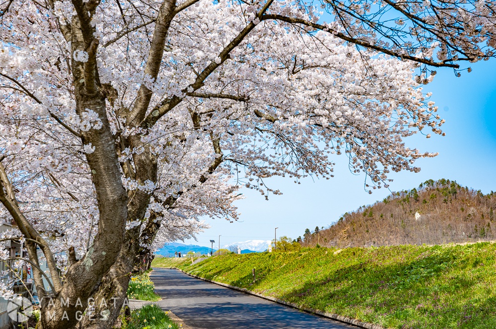 置賜さくら回廊 最上川堤防千本桜 長井市 ヤマガタイメージズ 山形を旅するように楽しむストックフォトサービス 長井市 ヤマガタイメージズ 山形を旅するように楽しむストックフォトサービス