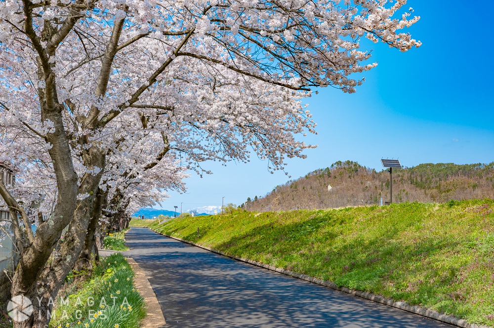 置賜さくら回廊 最上川堤防千本桜 長井市 ヤマガタイメージズ 山形を旅するように楽しむストックフォトサービス 長井市 ヤマガタイメージズ 山形を旅するように楽しむストックフォトサービス