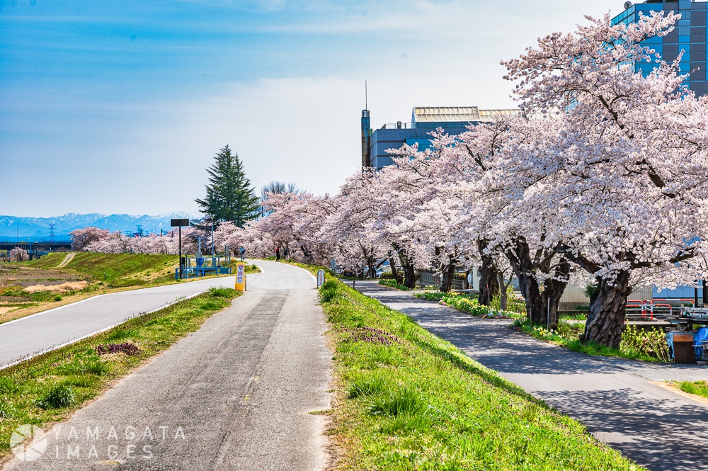 置賜さくら回廊 最上川堤防千本桜 長井市 ヤマガタイメージズ 山形を旅するように楽しむストックフォトサービス 長井市 ヤマガタイメージズ 山形を旅するように楽しむストックフォトサービス